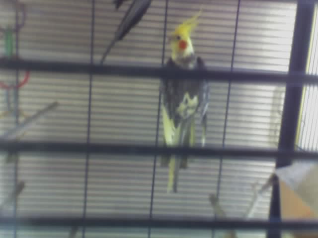 NetObjects Web Design Placeholder